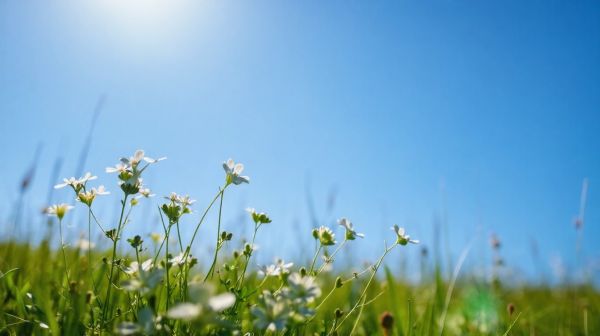 Top 5 avantages du mélilot du Québec pour votre santé